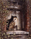 Young Barn owl